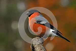 Eurasian  Bullfinch Pyrrhula pyrrhula male perched in a tree