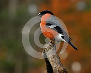 Eurasian  Bullfinch Pyrrhula pyrrhula male perched in a tree