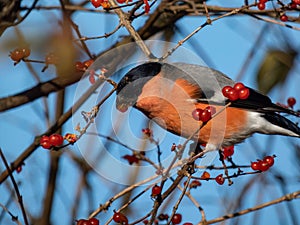 Eurasian bullfinch (Pyrrhula pyrrhula) with red underparts sitting on branches and eating red fruits