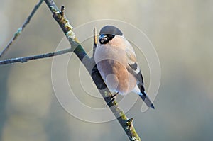 Eurasian bullfinch sits on a mossy branch in the morning in the