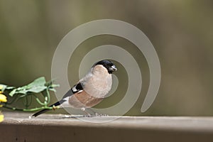 Eurasian bullfinch , in Vosges mountains, France