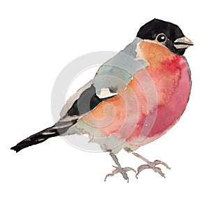 The Eurasian bullfinch. Watercolor hand painted drawing of bird