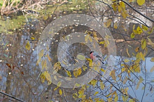 Eurasian bullfinch on a yellowed autumn tree