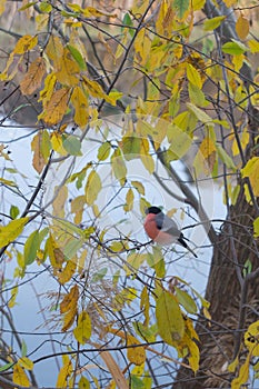 Eurasian bullfinch on a yellowed autumn tree