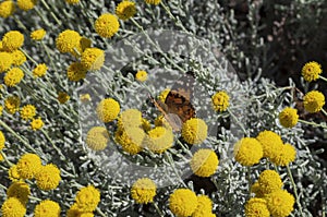 Eurasian butterfly also named small tortoiseshell on the blooming yellow flowers