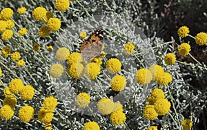 Eurasian butterfly is sitting on the blooming yellow flowers