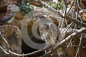 Eurasian Buzzard, Buteo buteo, an opportunistic predator on the branch. Bird Watching