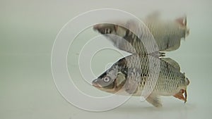 Eurasian carp (Cyprinus carpio) in the water