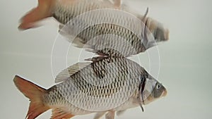 Eurasian carp (Cyprinus carpio) in the water