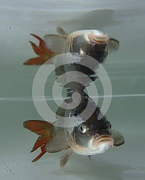 Eurasian carp (Cyprinus carpio) in the water