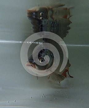 Eurasian carp (Cyprinus carpio) in the water