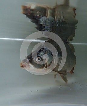 Eurasian carp (Cyprinus carpio) in the water