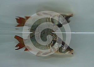Eurasian carp (Cyprinus carpio) in the water