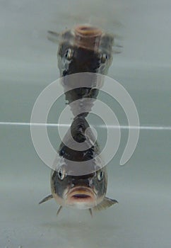 Eurasian carp (Cyprinus carpio) in the water