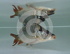 Eurasian carp (Cyprinus carpio) in the water