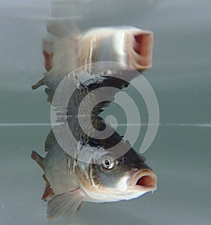 Eurasian carp (Cyprinus carpio) in the water