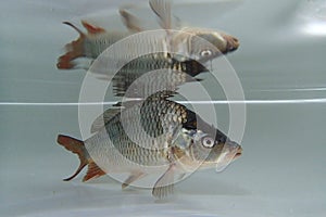 Eurasian carp (Cyprinus carpio) in the water