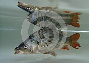 Eurasian carp (Cyprinus carpio) in the water