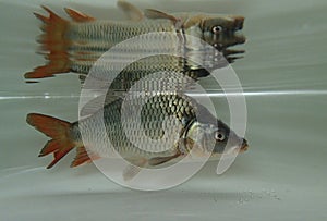 Eurasian carp (Cyprinus carpio) in the water