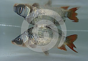 Eurasian carp (Cyprinus carpio) in the water