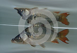 Eurasian carp (Cyprinus carpio) in the water