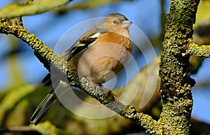 The Eurasian chaffinch, common chaffinch, or simply the chaffinch.