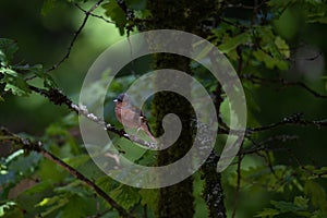 The Eurasian chaffinch, common chaffinch, or simply the chaffinch (Fringilla coelebs).