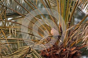 Eurasian Collard Dove perched on palm tree at Hamala, Bahrain