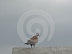 The Eurasian collare dove.