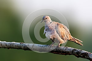 Eurasian collared dove