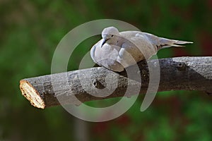 Eurasian collared dove