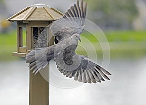 Eurasian Collared Dove