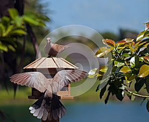 Eurasian Collared Dove