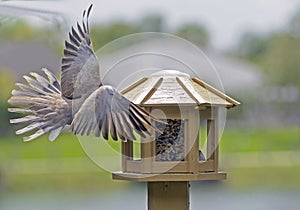 Eurasian Collared Dove