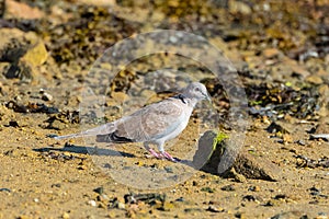 Eurasian Collared Dove, bird