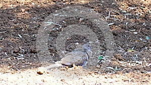 Eurasian Collared Dove Bird animal stands and sleeping on the ground