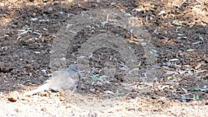 Eurasian Collared Dove Bird animal stands and sleeping on the ground