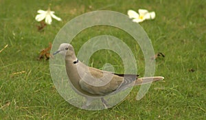 Eurasian Collared Dove is a common garden bird elegant and friendly