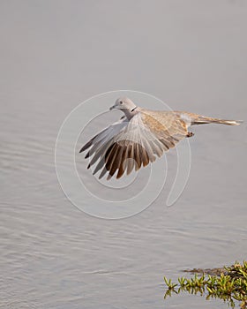 Eurasian Collared Dove in flight