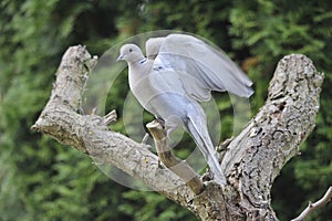 Eurasian collared dove inspring on a tree.