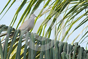 Eurasian Collared Dove on a palm branch