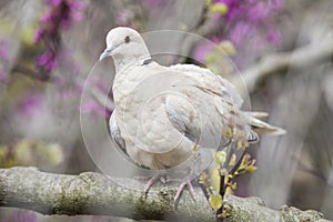 Eurasian collared dove perched on a branch