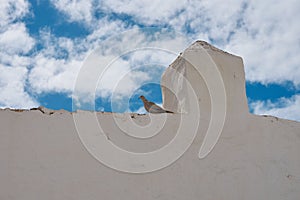 Eurasian collared dove perched on a white wall against a cloudy blue sky