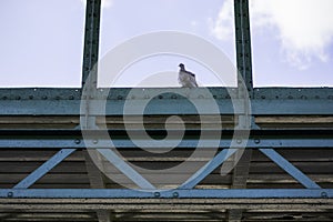 Eurasian collared dove sits on a old blue industrial building