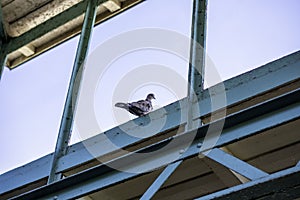 Eurasian collared dove sits on a old blue industrial building