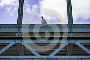 Eurasian collared dove sits on a old blue industrial building