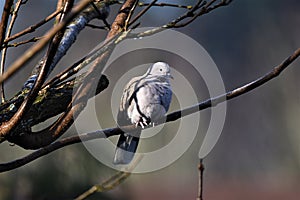 Eurasian Collared Dove sitting in a catalpa tree enjoying the early sun