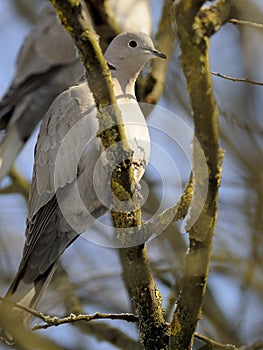 Eurasian Collared Dove (Streptopelia decaocto)