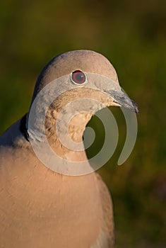 Eurasian Collared Dove - Streptopelia decaocto