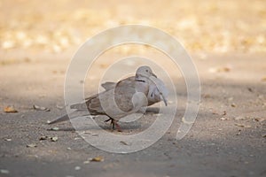 Eurasian collared dove, Streptopelia decaocto